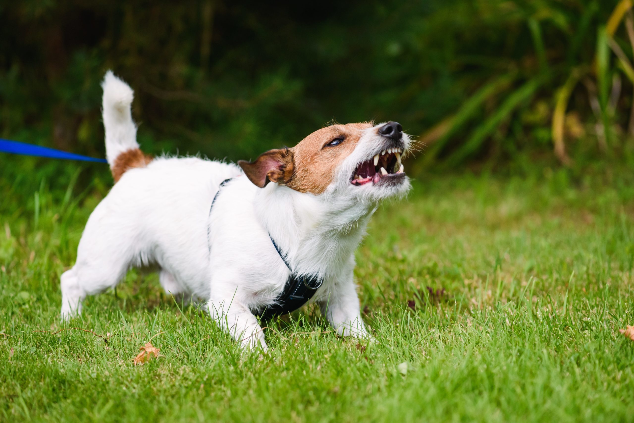 Small dog barking