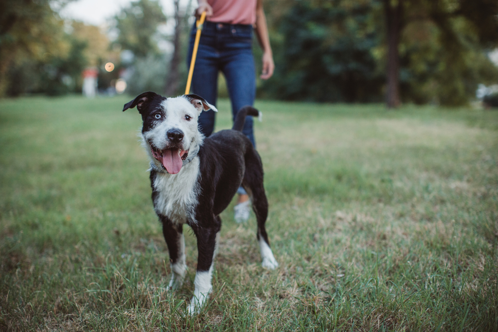 a person walking a dog in Minnesota